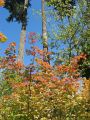 Day 1 - Fall color comes to Washington forests